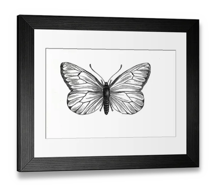 Framed Print : Baumweissling, black-veined white (Aporia crataegi) is a butterfly Framed Print : Baumweissling, black-veined white (Aporia crataegi) is a butterfly