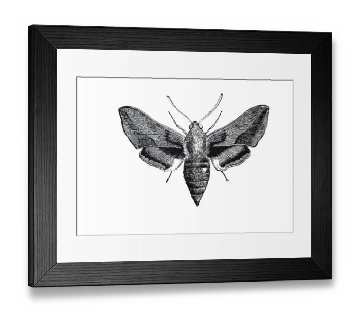Framed Print : Spurge hawk-moth (Hyles euphorbiae) Framed Print : Spurge hawk-moth (Hyles euphorbiae)