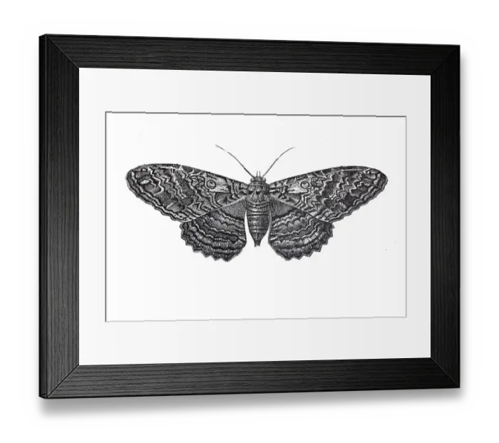 Framed Print : Owl moth, butterfly, earless owl (strix)