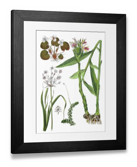 Framed Print : Frog's-bit, Hydrocharis morsus ranae (top left)