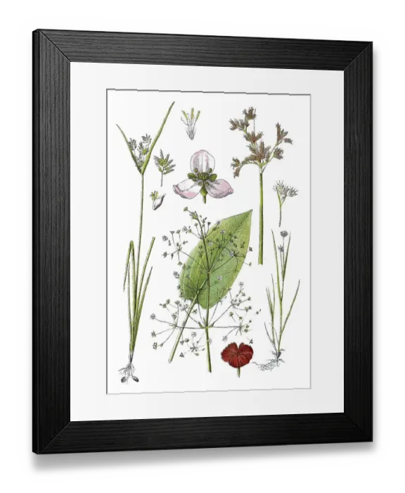 Framed Print : White beak reed also called White beak rush Framed Print : White beak reed also called White beak rush