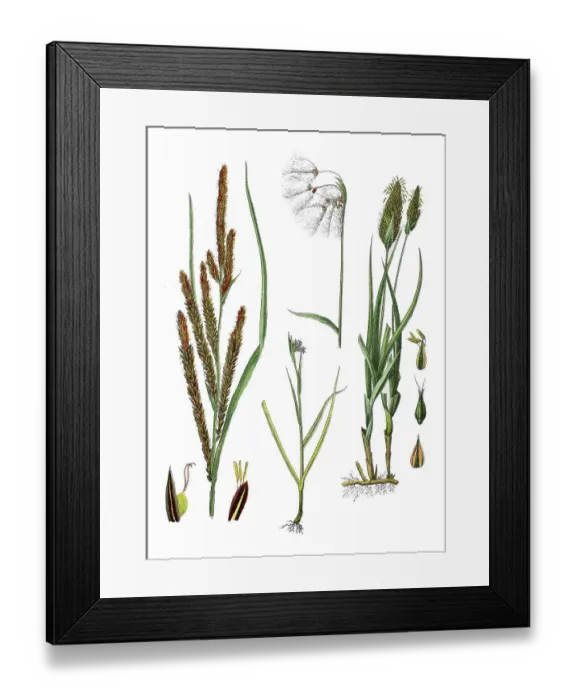 Framed Print : Ornamental sedge (Carex), slender sedge also pointed sedge acuta