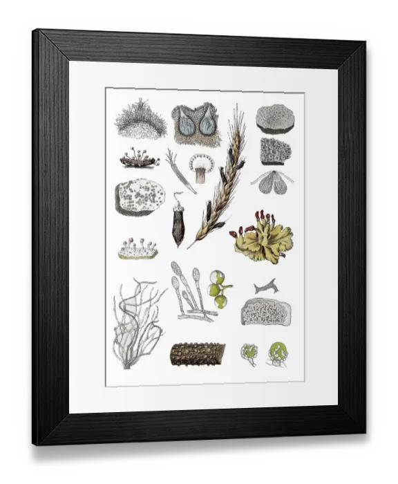 Framed Print : Red wart fungus, Nectria cinnabarina (bottom centre) Framed Print : Red wart fungus, Nectria cinnabarina (bottom centre)