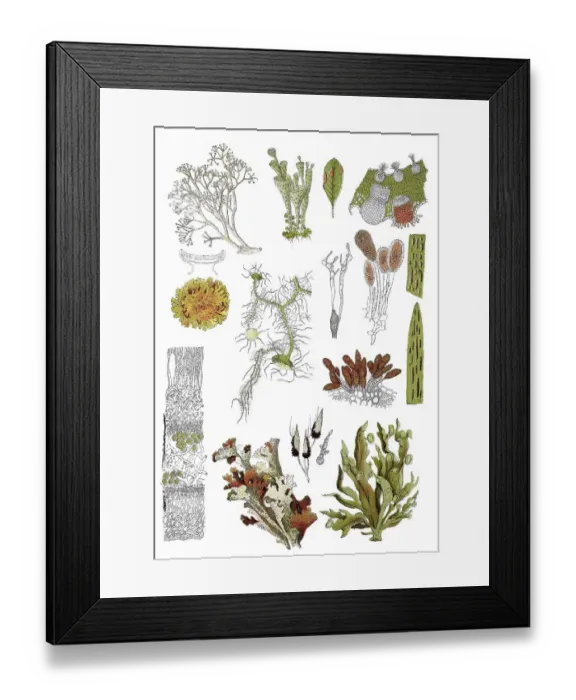 Framed Print : Icelandic lichen, Cetraria inlandica (bottom centre)