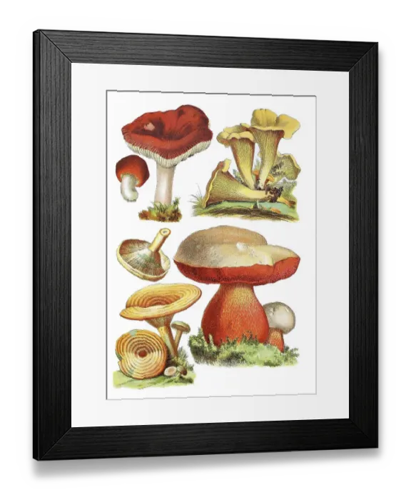 Framed Print : Speiteaeubling, Kirschroter Spei-Taeubling
