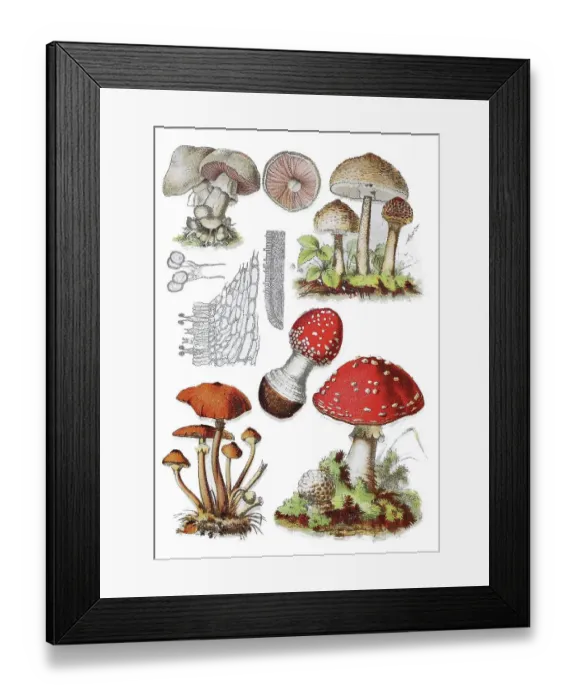 Framed Print : Wiesen-Champignon also Feldegerling or Wiesenegerling