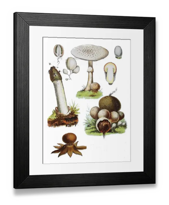 Framed Print : Common stinkhorn, Phallus impudicus (left centre) Framed Print : Common stinkhorn, Phallus impudicus (left centre)