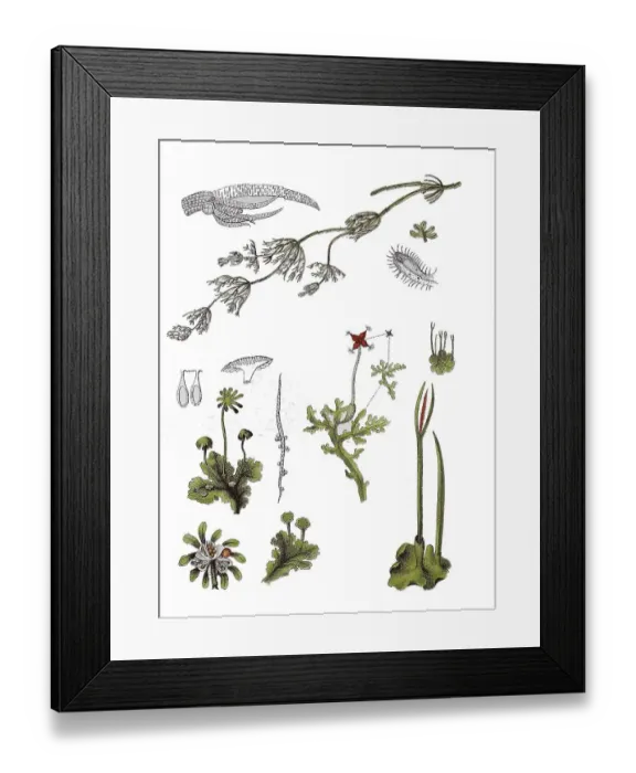 Framed Print : Common or common chandelier alga Framed Print : Common or common chandelier alga