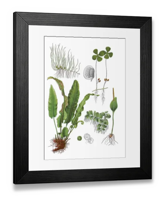Framed Print : Common pill fern, ball pill fern