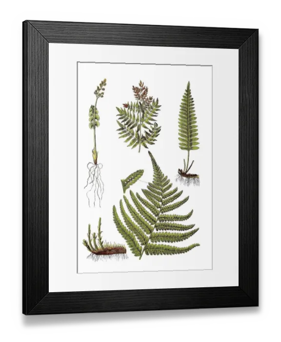 Framed Print : Moon rue, Botrychium lunaria (top left) Framed Print : Moon rue, Botrychium lunaria (top left)