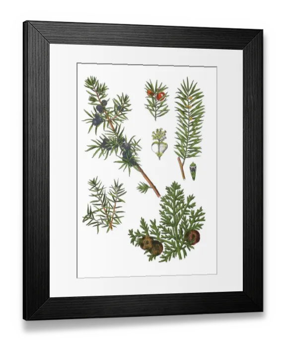 Framed Print : Common juniper also heath juniper