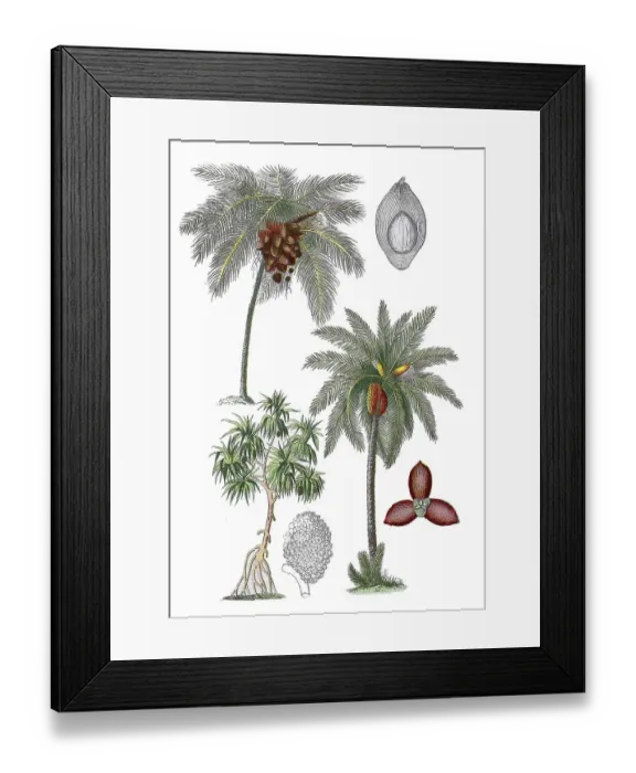 Framed Print : Coconut palm, Cocos nucifera (top left) Framed Print : Coconut palm, Cocos nucifera (top left)