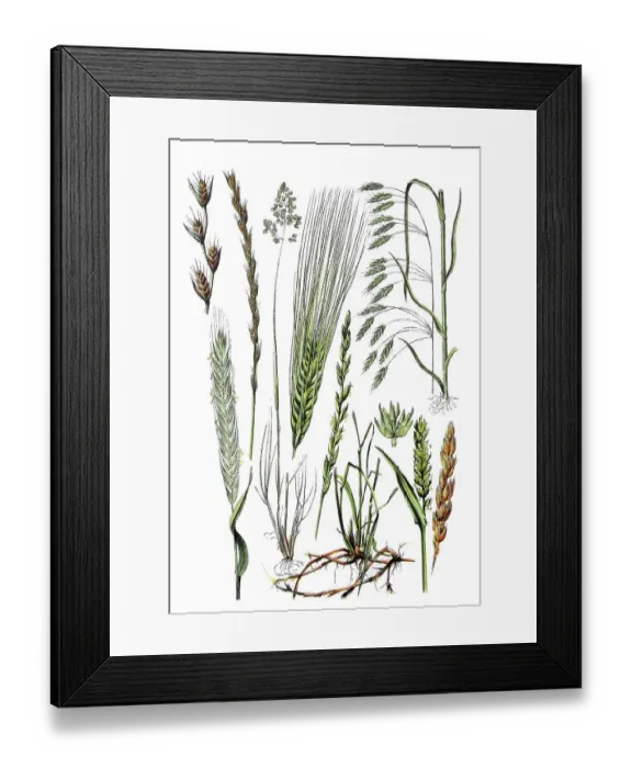 Framed Print : Tumble-leaved lucerne, Lolium temulentum (1st and 2nd from top left) Framed Print : Tumble-leaved lucerne, Lolium temulentum (1st and 2nd from top left)