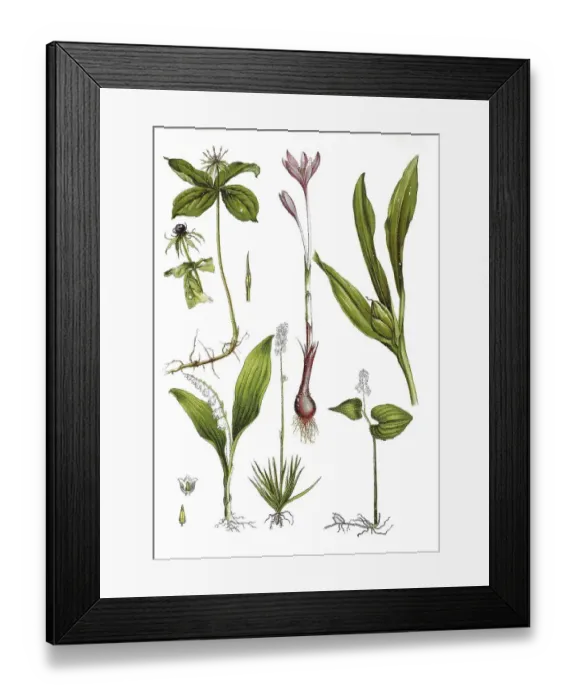Framed Print : Four-leaved dewberry or Herb Paris Framed Print : Four-leaved dewberry or Herb Paris