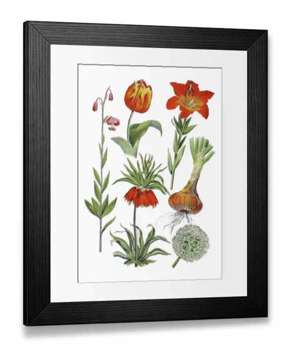Framed Print : Turk's-bunch lily, Lilium martagon (left)