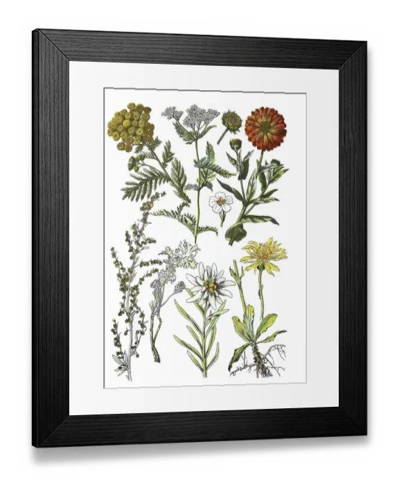 Framed Print : Tansy also wormwood, Tanacetum vulgare L