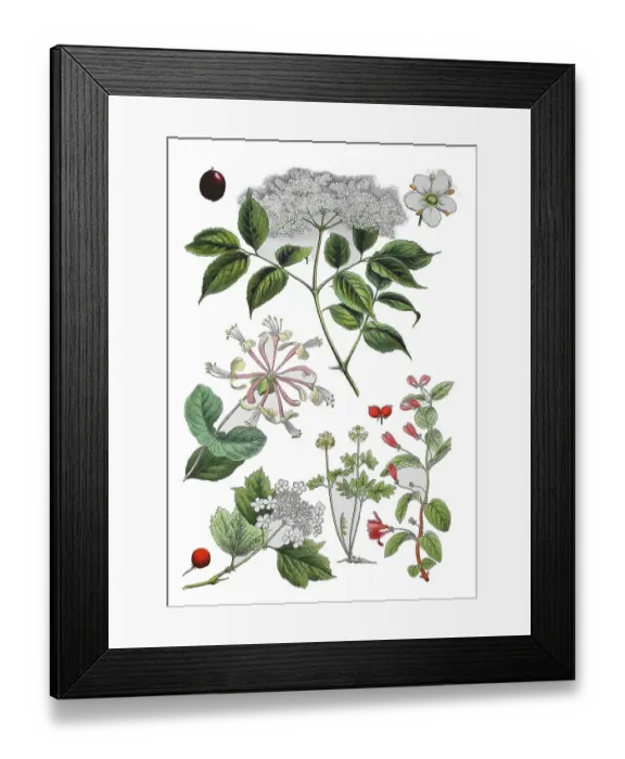 Framed Print : Black elder also Holder, Holler