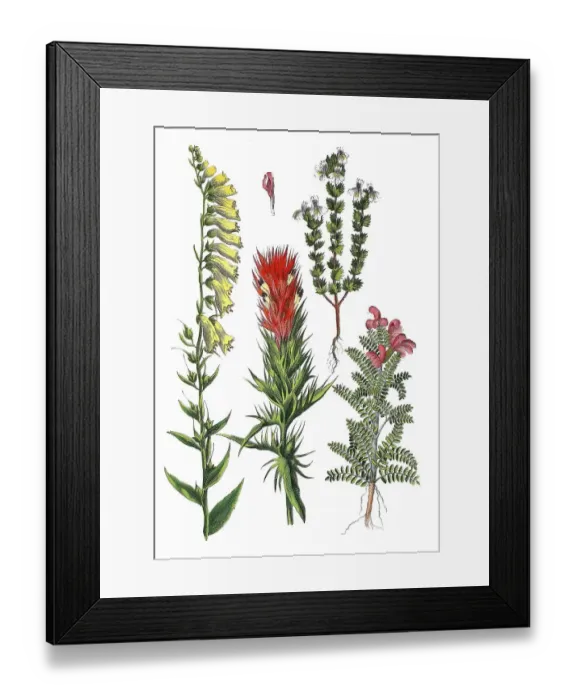 Framed Print : Yellow foxglove, Digitalis lutea (left)