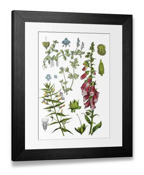 Framed Print : God's grace herb, Gratiola officinalis (bottom left) Framed Print : God's grace herb, Gratiola officinalis (bottom left)