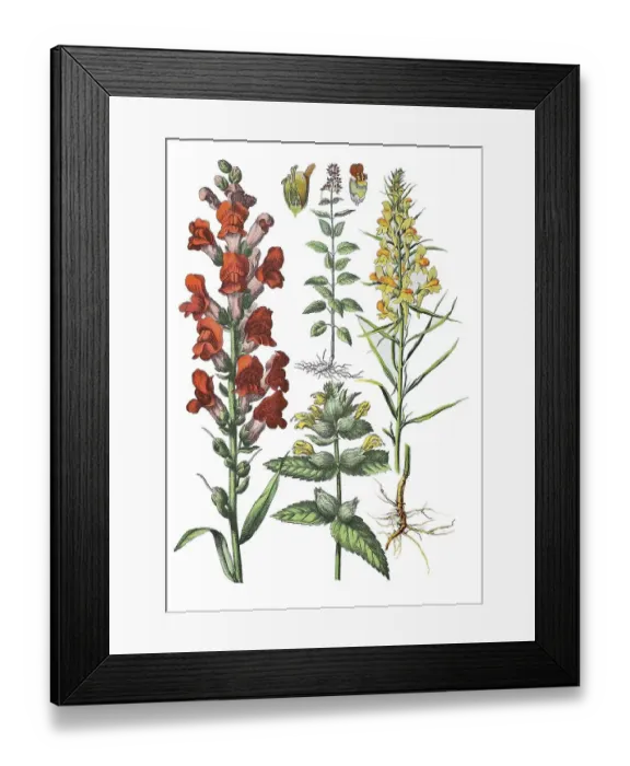 Framed Print : Greater yellow-rattle (Rhinanthus angustifolius) Framed Print : Greater yellow-rattle (Rhinanthus angustifolius)