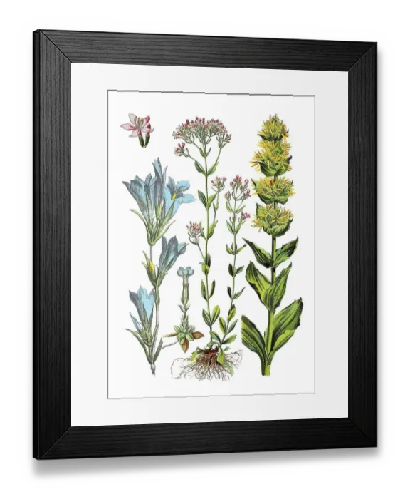 Framed Print : Lung gentian, Gentiana pneumonanthe (left)