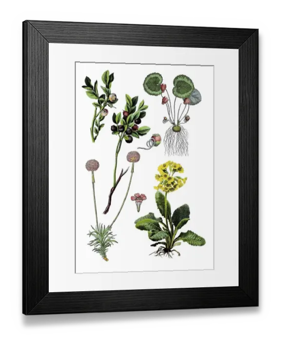 Framed Print : Bilberry, Blueberry, Blackberry Framed Print : Bilberry, Blueberry, Blackberry
