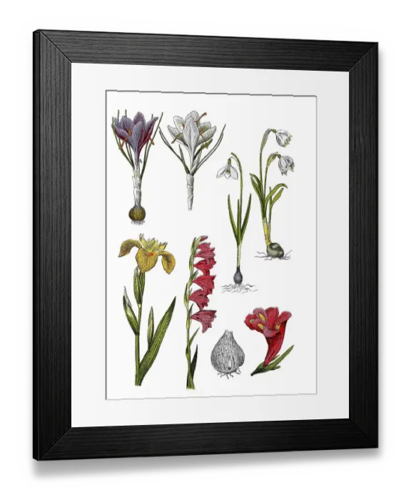 Framed Print : Spring crocus or spring saffron Framed Print : Spring crocus or spring saffron