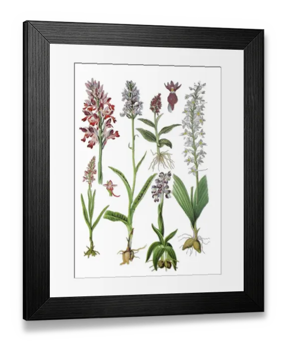 Framed Print : Helm's orchid, Orchis militaris (top left) Framed Print : Helm's orchid, Orchis militaris (top left)