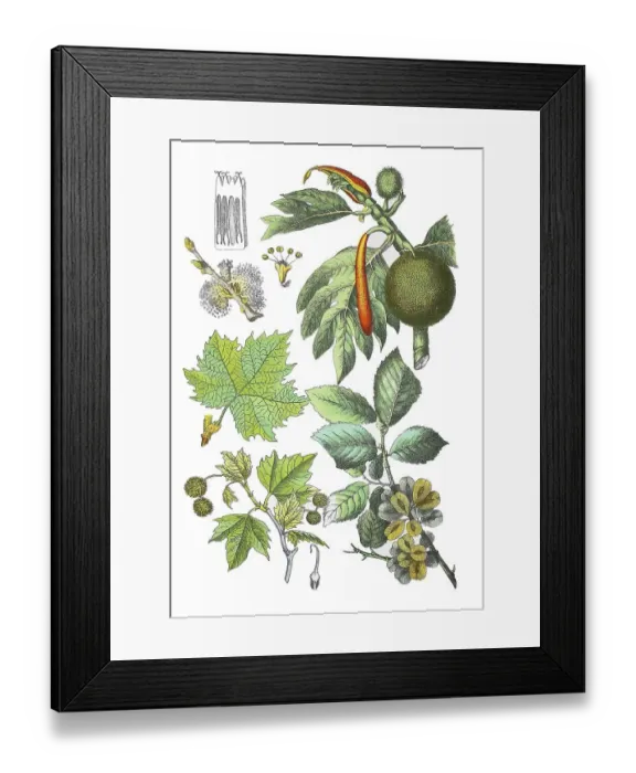 Framed Print : Oriental plane tree, Platanus orientalis (below and centre left)