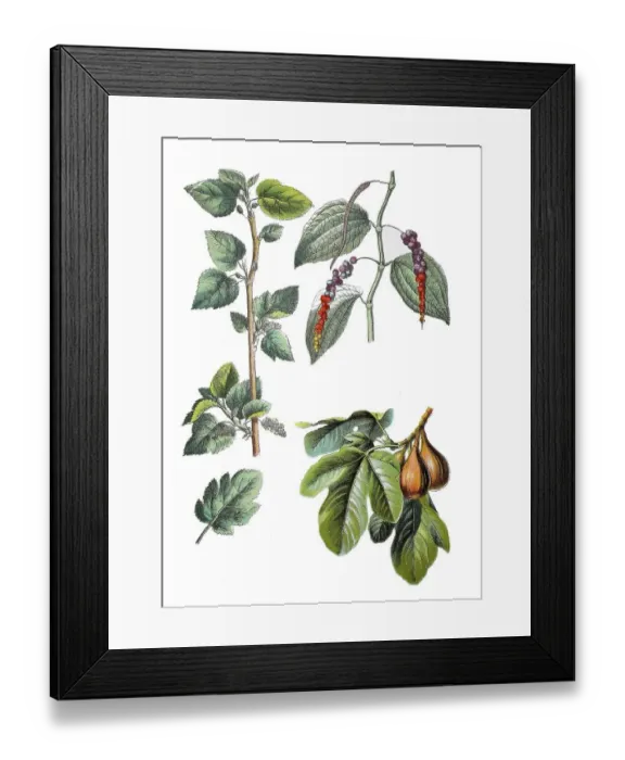 Framed Print : White mulberry, Morus alba (left) Framed Print : White mulberry, Morus alba (left)