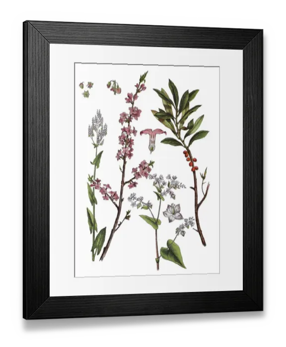 Framed Print : Meadow Sorrel, Tall Sorrel, Sorrel