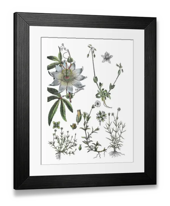 Framed Print : Blue passion flower, Passiflora caerulea (top left) Framed Print : Blue passion flower, Passiflora caerulea (top left)