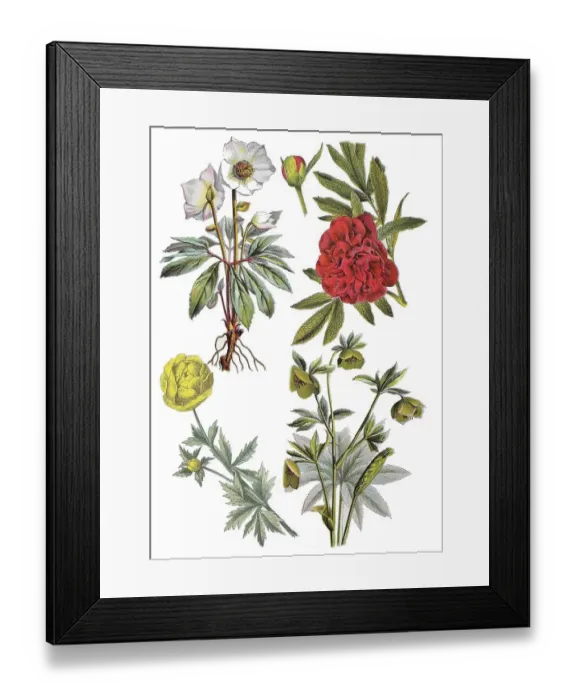 Framed Print : Snow Rose, Christmas Rose, Helleborus niger (top left) Framed Print : Snow Rose, Christmas Rose, Helleborus niger (top left)