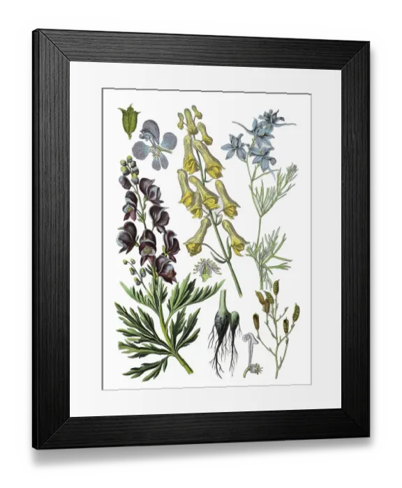 Framed Print : Wolf's wolfsbane also yellow wolfsbane