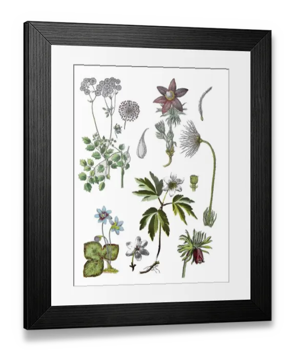 Framed Print : Akeleiblaettrige Wiesenraute also Amstelraute Framed Print : Akeleiblaettrige Wiesenraute also Amstelraute