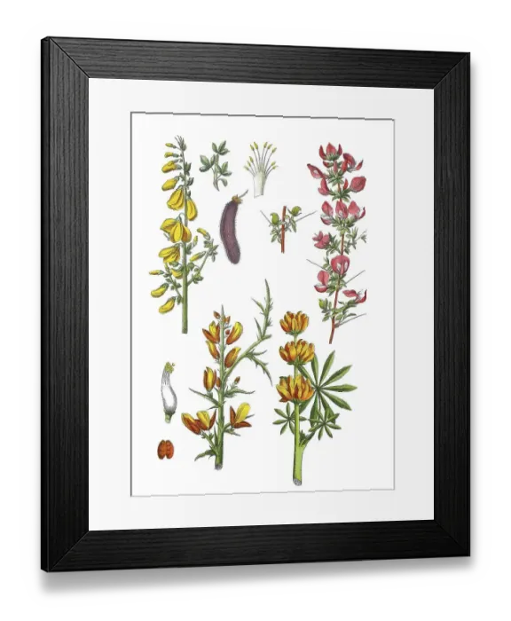 Framed Print : Broom broom, Cytisus scoparius (top left) Framed Print : Broom broom, Cytisus scoparius (top left)