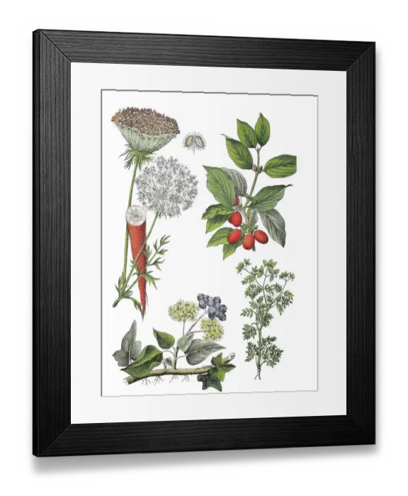 Framed Print : Carrot, carrot, carrot, yellow beet