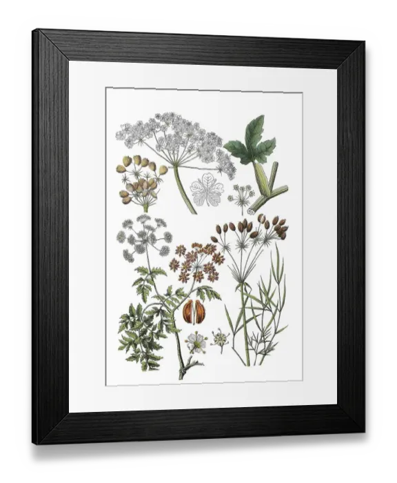 Framed Print : Meadow hogweed also common hogweed Framed Print : Meadow hogweed also common hogweed