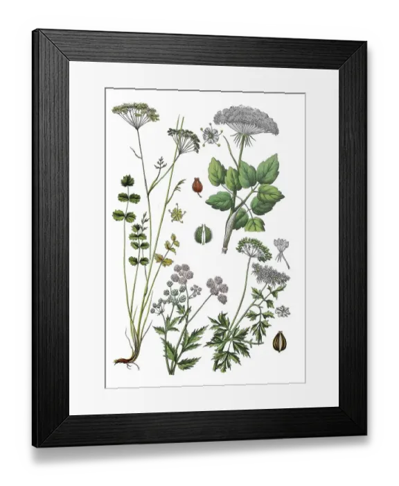 Framed Print : Lesser burnet, common burnet, stone burnet Framed Print : Lesser burnet, common burnet, stone burnet