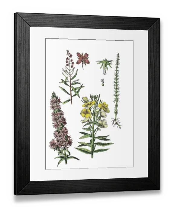 Framed Print : Narrow-leaved willowherb, Epilobium angustifolium (top left) Framed Print : Narrow-leaved willowherb, Epilobium angustifolium (top left)