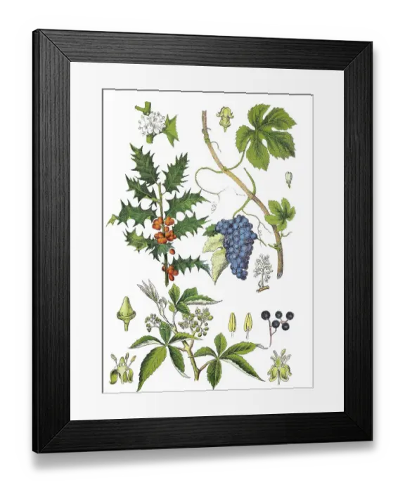 Framed Print : European Holly, Common Holly, Holly or Ilex
