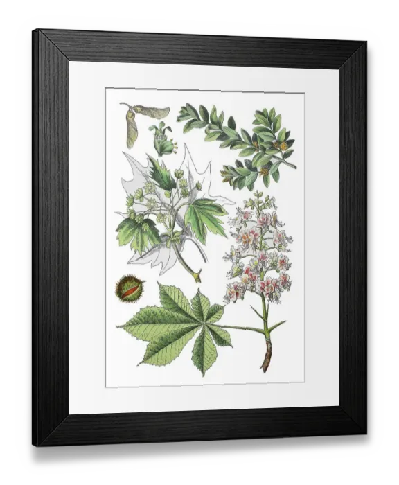 Framed Print : Common boxwood, Buxus sempervirens (top right) Framed Print : Common boxwood, Buxus sempervirens (top right)