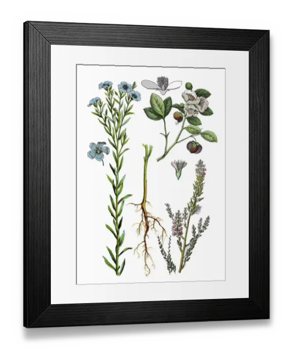 Framed Print : Common flax, seed flax or flax Framed Print : Common flax, seed flax or flax