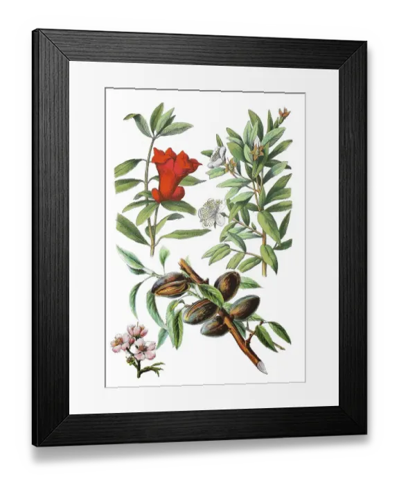 Framed Print : Pomegranate, Punica granatum (top left) Framed Print : Pomegranate, Punica granatum (top left)