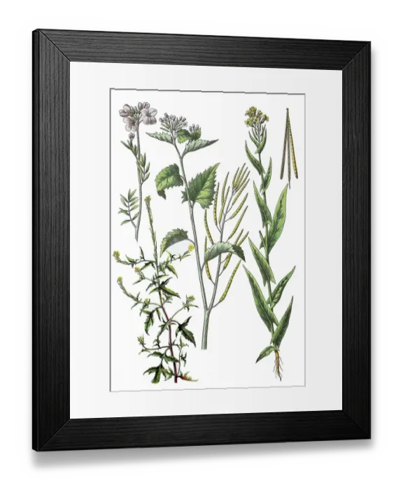 Framed Print : Meadow foamwort, Cardamine pratensis (top left) Framed Print : Meadow foamwort, Cardamine pratensis (top left)