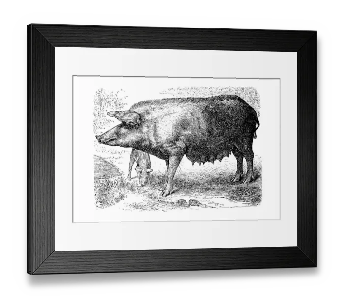 Framed Print : Bavarian country pig, is a rare domestic pig breed in Germany Framed Print : Bavarian country pig, is a rare domestic pig breed in Germany