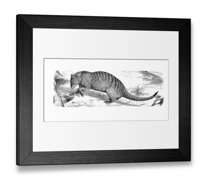 Framed Print : Banded mongoose (Mungos mungo) Framed Print : Banded mongoose (Mungos mungo)
