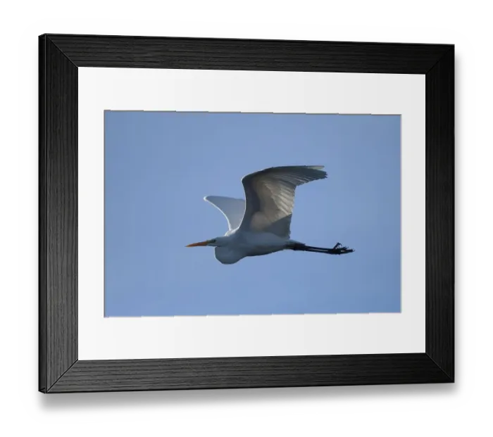 Framed Print : Great egret (Casmerodius albus)