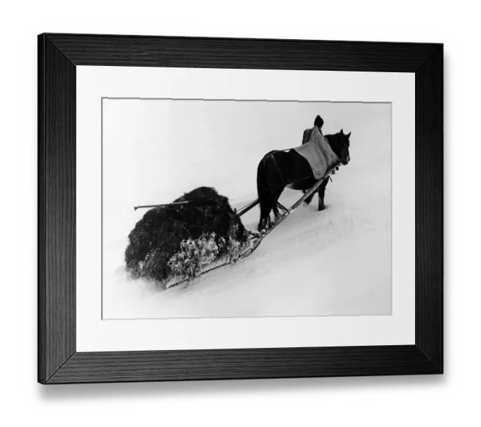 Framed Print : Hay work with horse and sledge Framed Print : Hay work with horse and sledge