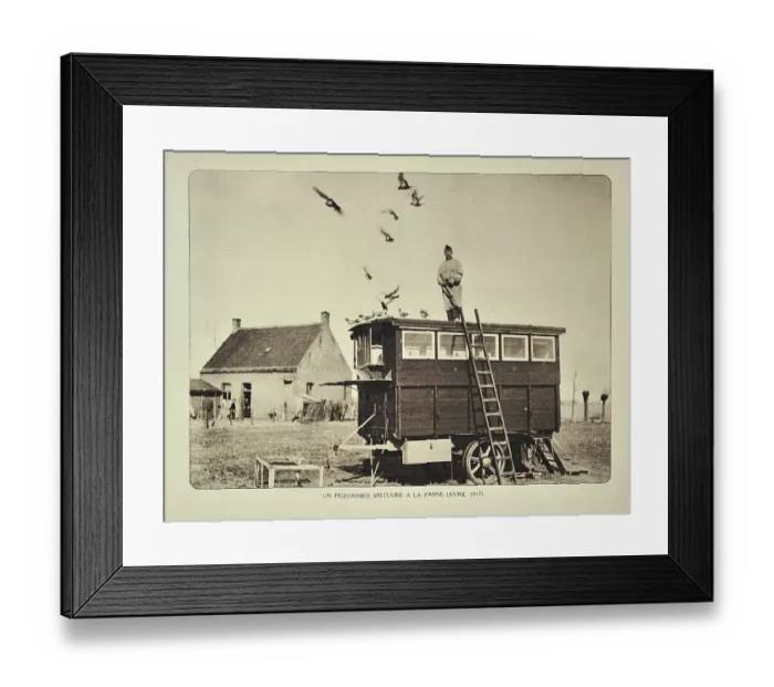 Framed Print : Soldier standing on dovecote letting out carrier pigeons at De Panne in Flanders during the First World War Framed Print : Soldier standing on dovecote letting out carrier pigeons at De Panne in Flanders during the First World War